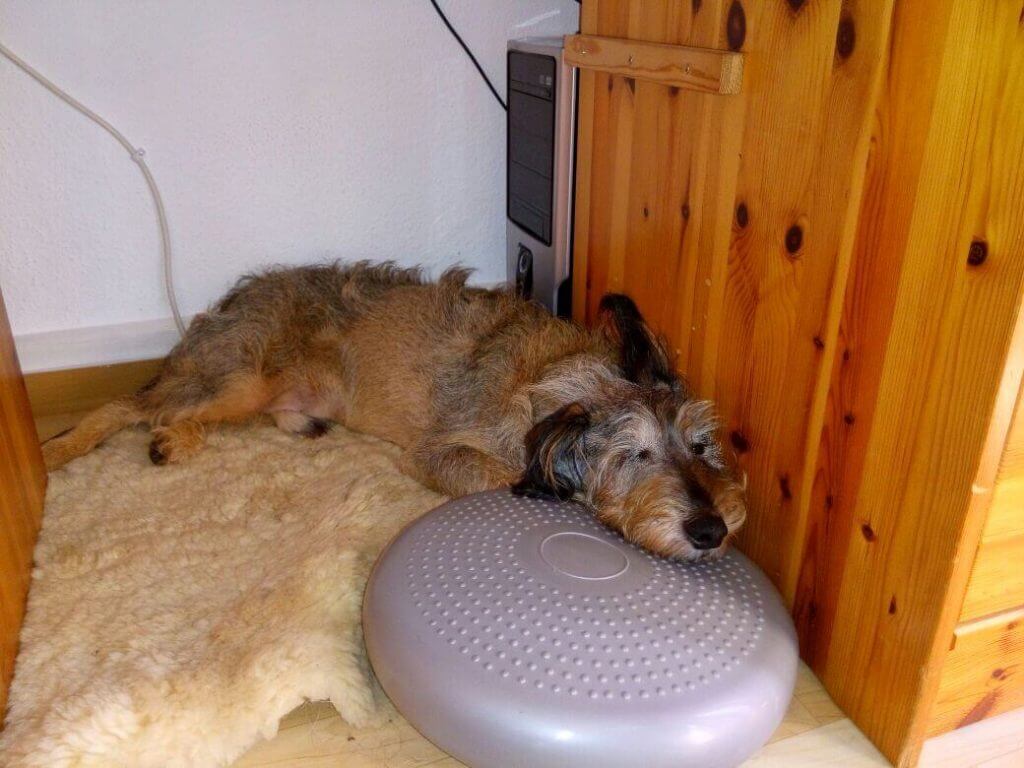 Pauli_schläft_auf_dem_Balance-Pad