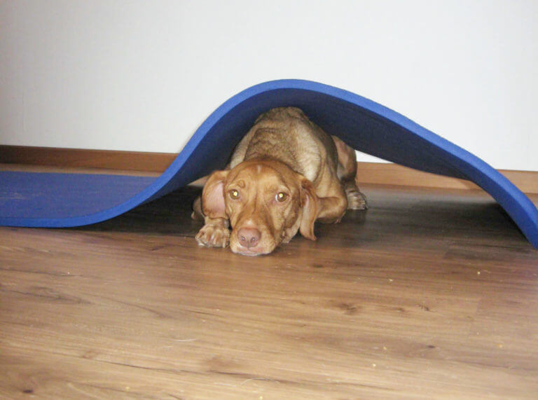 Lola_unter_der_Behandlungsmatte