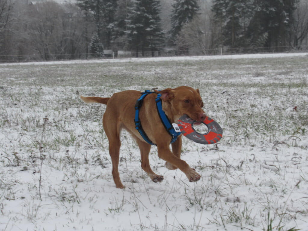Lola_im_Schnee_mit_Frisbee